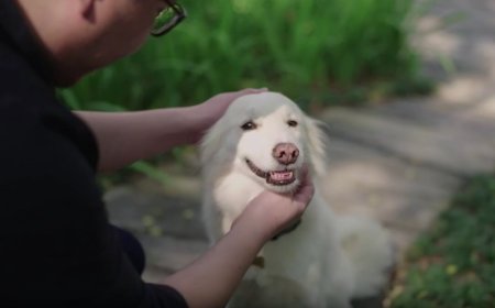 Zwischen Schwanzwedeln & Knurren: Was Ihr Hund Ihnen wirklich sagen will
