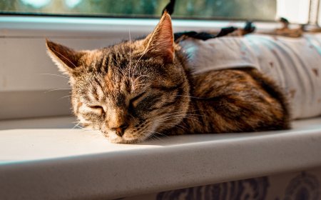 Kastration vs. Sterilisation: Der Unterschied, der über die Gesundheit Ihrer Katze entscheiden kann