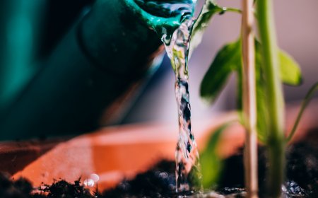 Nicht mit Leitungswasser: Womit Sie Pflanzen lieber gießen sollten