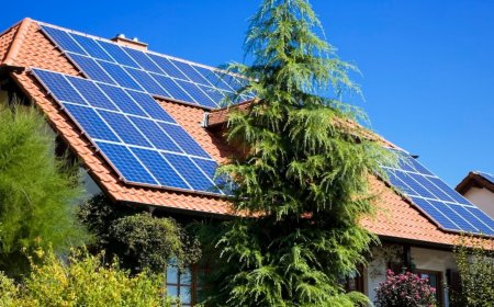 Baum verschattet Ihre Solaranlage: Muss die Stadt ihn für Sie fällen?