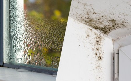 Einfacher Trick gegen Schimmel: So bleibt der Keller im Sommer trocken