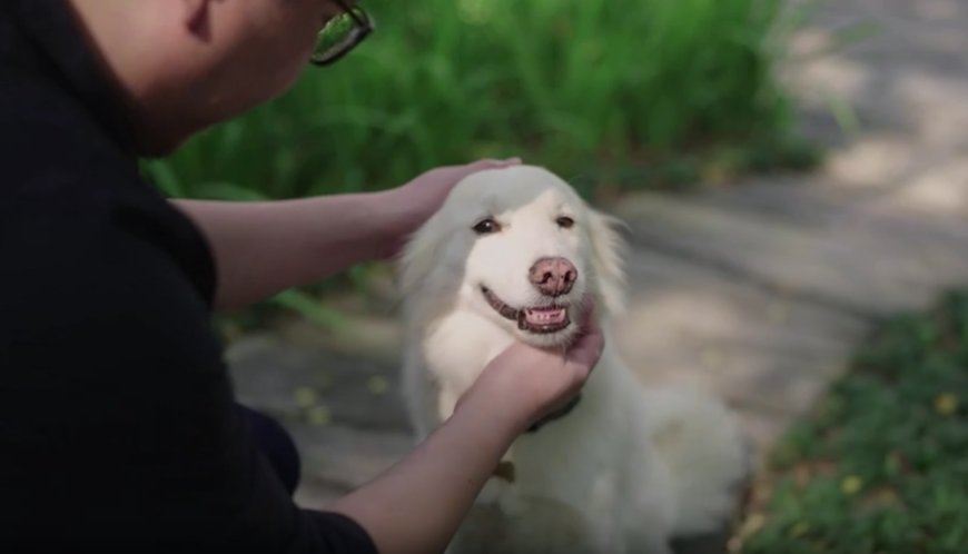 Zwischen Schwanzwedeln & Knurren: Was Ihr Hund Ihnen wirklich sagen will