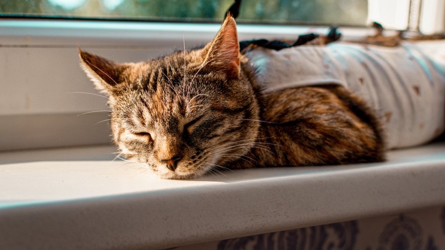 Kastration vs. Sterilisation: Der Unterschied, der über die Gesundheit Ihrer Katze entscheiden kann