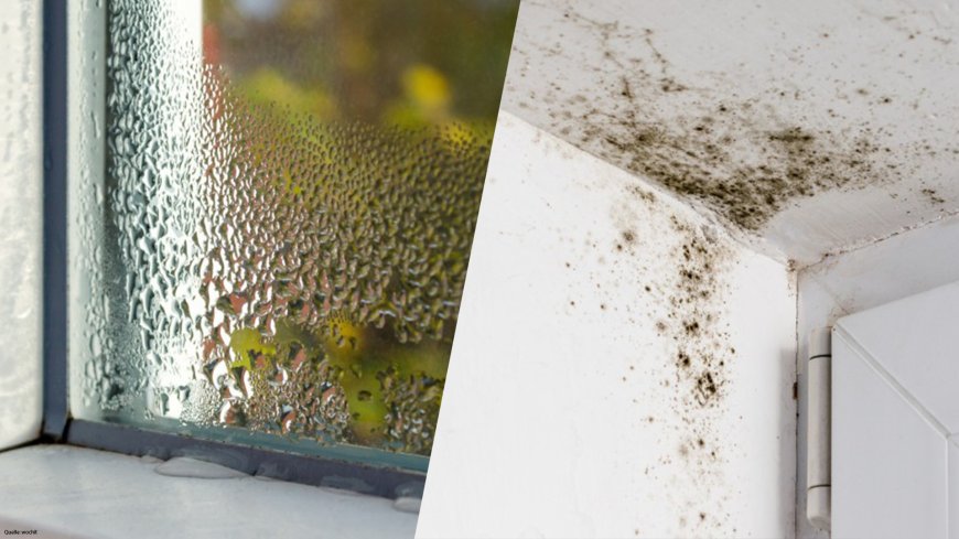 Einfacher Trick gegen Schimmel: So bleibt der Keller im Sommer trocken